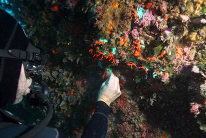 Biólogos del CSIC y de la UB reimplantan el coral rojo vivo en las Islas Medes (Girona).