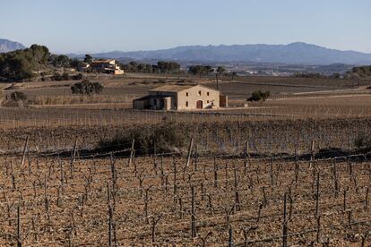 En la imagen, las viñas de la empresa Miquel Pons en La Granada del Penedés (Barceona).