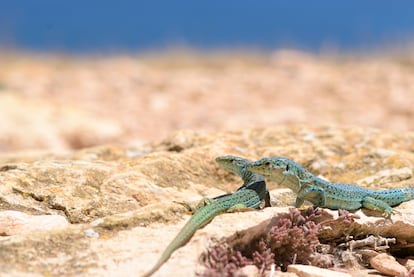 Lagartijas pitiusas