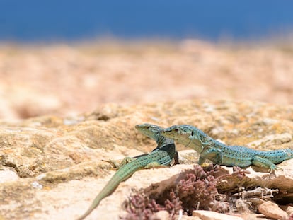 Lagartijas pitiusas
