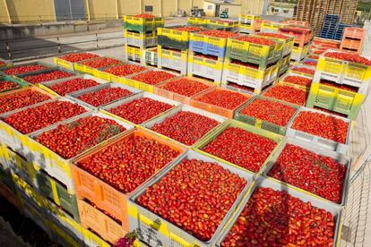 Los 16.0000 kilos de tomates que siete camiones repartirán entre los cerca de 22.000 participantes en la fiesta 'la Tomatina' de Buñol (Comunidad Valenciana).