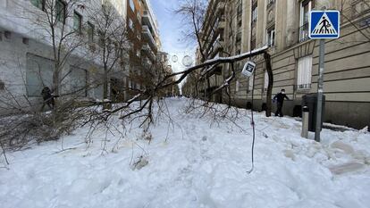 Un árbol caído tras la intensa nevada causada por la borrasca Filomena, en la calle Jorge Juan, en Madrid este domingo.