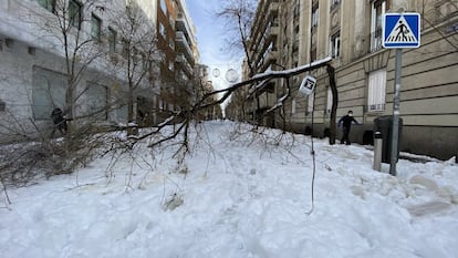 Un árbol caído tras la intensa nevada causada por la borrasca Filomena, en la calle Jorge Juan, en Madrid este domingo.