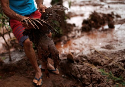 Uma galinha soterrada pela lama é resgatada com vida. Ministério Público Estadual de Minas Gerais recomendou à mineradora Vale que elaborasse um plano emergencial de localização, resgate e cuidado dos animais atingidos.