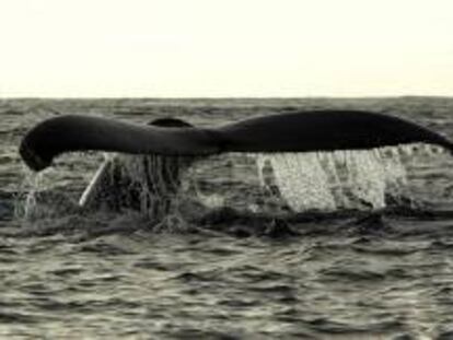 En primavera, verano y otoño, las ballenas jorobadas viven en las aguas frías del Atlántico norte, pero en los meses de invierno inician un largo recorrido hacia los mares tropicales para aparearse y dar a luz a sus crías. EFE/Archivo