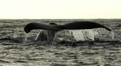 En primavera, verano y otoño, las ballenas jorobadas viven en las aguas frías del Atlántico norte, pero en los meses de invierno inician un largo recorrido hacia los mares tropicales para aparearse y dar a luz a sus crías. EFE/Archivo