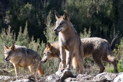 Varios lobos en el Centro del Lobo Ibérico de Robledo de Sanabria (Zamora), en 2020.