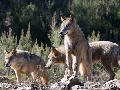 Varios lobos en el Centro del Lobo Ibérico de Robledo de Sanabria (Zamora), en 2020.