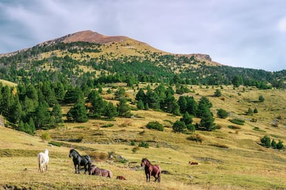 Una manada de caballos salvajes en libertad en una pradera del Pirineo catalán en Pallars Sobirà, Cataluña.