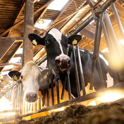 12 September 2024, Bremen: Cows in the barn at sunrise. The federal and state agriculture ministers meet for their two-day fall conference in Oberhof, Thuringia. Following the farmers' protests in winter and early spring, the topics on the agenda include progress in reducing bureaucracy in agriculture, alternative fuels and the consequences of climate change. Photo: Sina Schuldt/dpa (Photo by Sina Schuldt/picture alliance via Getty Images)