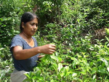 Tés que huelen a respeto y justicia