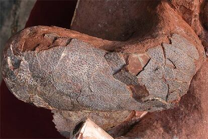 Uno de los dos huevos, el izquierdo, encontrado dentro de un fósil de oviraptosaurio hembra.