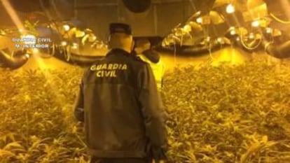 A marijuana plantation raided by the Civil Guard.
