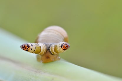 Un gusano de la especie 'Leucochloridium paradoxum' infectado por gusanos.
