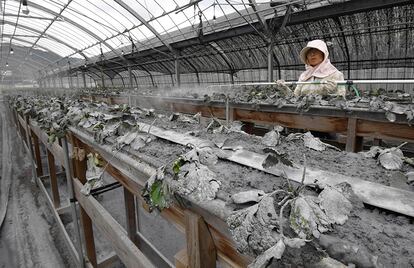 El volcán, de 1.562 metros de altitud comenzó a erupcionar de madrugada y escupió ceniza a una altura de hasta 11.000 metros. En la imagen, la ceniza cubre las plantas de un invernadero en Aso (Japón).