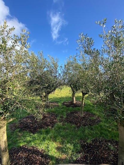 El primer olivar productor de aceite del Reino Unido.