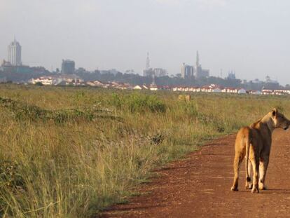 Una leona avanza por un sendero del parque.