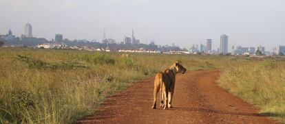 Una leona avanza por un sendero del parque.