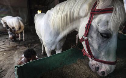 HO07 BOMBAY (INDIA) 19/03/2016.- Un caballo come en un establo en Bombay (India) el 19 de marzo de 2016. Los coches de caballos victoria ya llevan desaparecidos de las calles de Bombay un año. La conocida atracción turística fue prohibida por el Tribunal Supremo de Bombay en junio de 2015, en defensa de los animales y de acuerdo con la Ley de Prevención de Crueldad a los Animales. Estos vehículos aparecieron en la época de la reina Victoria, un remanente de la época colonial británica. Estos coloridos carruajes se utilizaban para recorrer pequeñas distancias principalmente del Taj Mahal Palace hotel o el Trident Hotel a la Puerta de la India. EFE/Divyakant Solanki