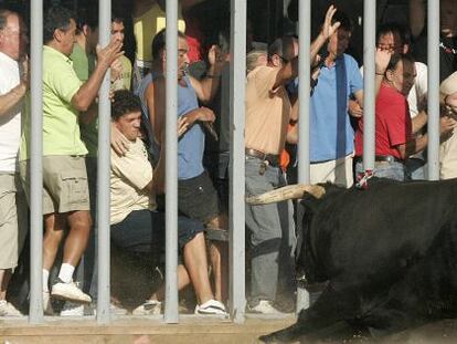 El toro trata de embestir a los participantes en un festejo taurino celebrado en la provincia de Castellón.