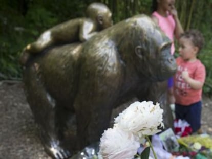 La polémica en torno a la muerte de Harambe en Cincinnati refleja la fascinación por los animales más cercanos a nosotros