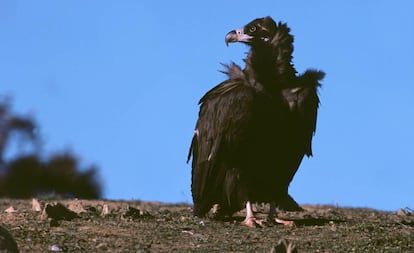 Buitre negro en la sierra de San Pedro (Extremadura).