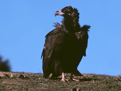 Buitre negro en la sierra de San Pedro (Extremadura).