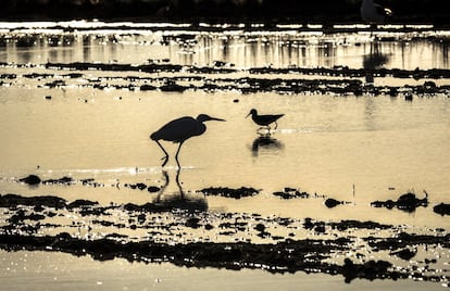 Los arrozales no solo son el paisaje más extendido, sino que juegan un papel clave para mantener la extraordinaria riqueza ornitológica de este espacio protegido: son el hábitat en el que se alimentan la mayor parte de las aves de l’Albufera. Garzas y limícolas conviven en el espacio, buscando distintos tipos de alimento.