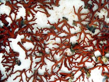 Ejemplares de coral rojo decomisados a los furtivos en la costa Brava en 2011.