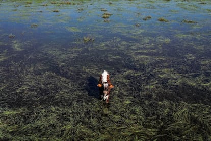 Una vaca en medio del agua tras las inundaciones en Tres Cachoeiras, Rio Grande do Sul, Brasil, el 6 de junio de 2024. 