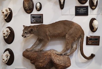 Un puma americano de Argentina, flanqueado por los cráneos de un chacal de espalda negra de Namibia y un gato montés africano, en el pabellón de caza internacional de Marcial Gómez Sequeira.