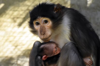 Madre y cr&iacute;a de mangabey gris