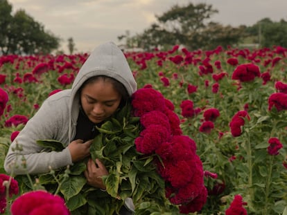 Cosecha de flores para el Día de Muertos, en imágenes