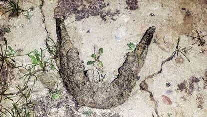 La mandíbula encontrada el 12 de octubre en la orilla norte del pantano del Ebro (La Población de Yuso, Cantabria).