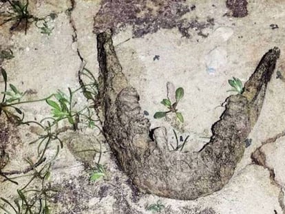 La mandíbula encontrada el 12 de octubre en la orilla norte del pantano del Ebro (La Población de Yuso, Cantabria).