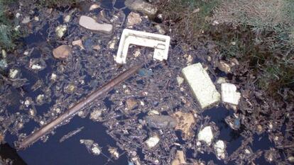 Imagen del agua contaminada en la zona recreativa de Catral.