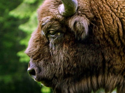 Un bisonte europeo en el parque nacional de Bialowieski, en Polonia.