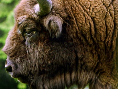 Un bisonte europeo en el parque nacional de Bialowieski, en Polonia.