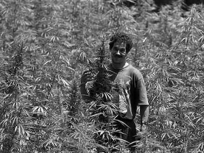 Plantación de cannabis en el norte de Marruecos en 1995.