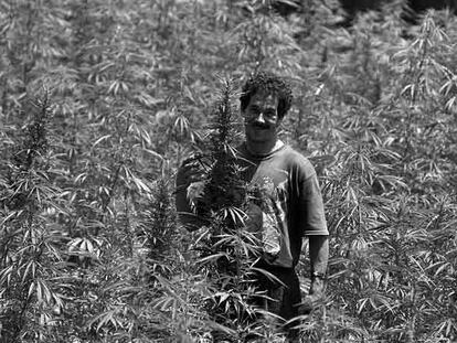 Plantación de cannabis en el norte de Marruecos en 1995.