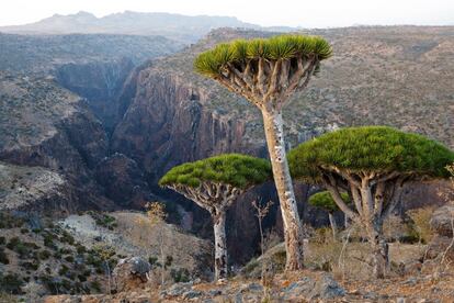 Socotra, la isla de las especies perdidas. Situada en el océano Índico, esta región perteneciente a Yemen es Patrimonio de la Humanidad desde 2008 debido a su biodiversidad. Además es uno de los mejores lugares para desconectar: gran parte de la población no tiene ni electricidad.