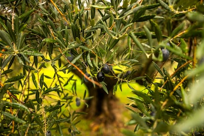 Detalle de uno de los olivos. El sector lleva dos años de malas cosechas debido a la persistente sequía y a las altas temperaturas a destiempo, que afectan a la floración y a la maduración posterior del fruto. Los agricultores aseguran que desde hace unos ocho años notan en tareas diarias como la climatología ha cambiado y lo achacan al cambio climático. 