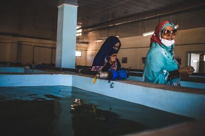 "El pH es importante porque los propios excrementos de los peces tienen amoniaco y sube este indicador y se pueden ahogar", explica Sidi Ali. "Vigilamos a los peces a diario: la temperatura, el pH, la alimentación para su edad, la cantidad y el tipo… Hay una parte de microbiología: observamos cómo están, si no nadan bien, si tienen enfermedades. Y otra anatómica: cada 15 días tomamos una muestra y lo abrimos para ver si hay algo raro dentro. Con los alevines miramos en el microscopio si tienen alguna patología, hongos, parásitos, bacterias".