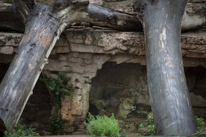 Lions will no longer be bred at the zoo.