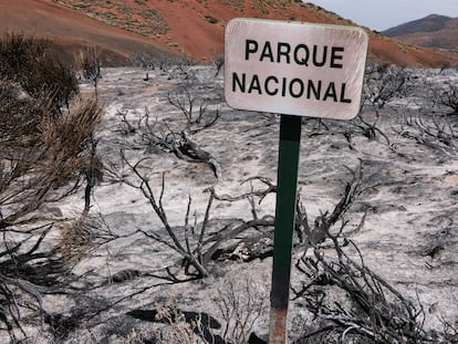 El Parque Nacional del Teide, el 25 de agosto tras el paso del incendio forestal que afectó a gran parte de la isla de Tenerife.