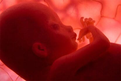 El documental, de dos horas, comienza en el momento de la  concepción y muestra cómo se va gestando el bebé.