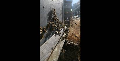 Después de abrir y cerrar una colmena muchas abejas que han salido al exterior se arremolinan en torno a la piquera y poco a poco regresan a su interior. Una buena cantidad de insectos se quedaran y se dedicaran al saqueo de los pequeños derrames de miel que se produzcan, o irán siguiendo a los apicultores por todo el colmenar hasta que terminen su labor y se alejen del recinto.