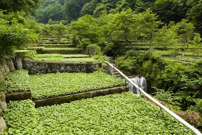 El wasabi, 'Eutrema japonicum', es una planta nativa de Japón muy apreciada allí desde antiguo por el sabor de sus tallos cuando se rallan, y popular en todo el mundo gracias a la expansión del 'sushi'. Se cree que el cultivo de la planta comenzó en la región de Shizuoka hace unos 400 años. Estos campos de wasabi tienen una estructura resistente a los desastres naturales porque retienen mucha agua y protegen a las zonas más bajas de las inundaciones.