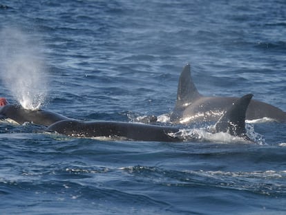 Orcas in the Strait of Gibraltar.