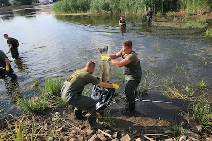 Soldados y bomberos retiran peces muertos del río Oder cerca de Slubice, al oeste de Polonia, este viernes.
